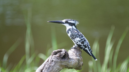 Pied kingfisher on tree trunk