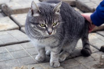grey cat on the street in winter and the hand of a child looking at the cat in the background