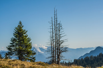 Beautiful swiss alps mountains. Alpine meadows.