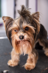 Dog grooming services, Yorkshire Terrier professional hairdresser - Grooming
