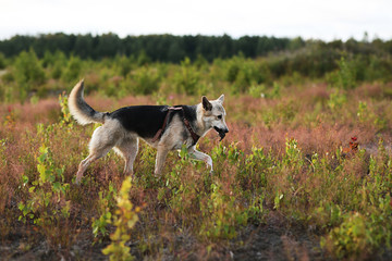 Dog fetching prey in field in the dusk