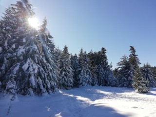nature snow