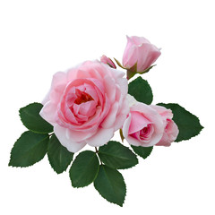 Delicate pink roses with green leaves