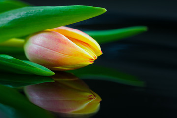 Naklejka premium Head of colorful tulip on reflecting background