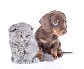 Dachshund puppy and gray baby kitten sit together and look away. isolated on white background