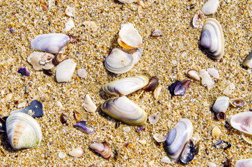 White shells in the sand on the beach.