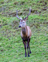 Ein junger Hirsch im Jagdrevier