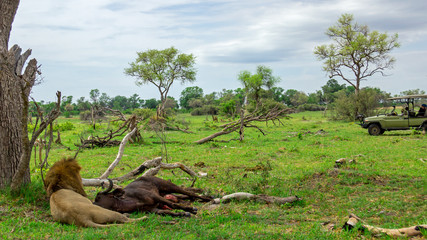 Safari