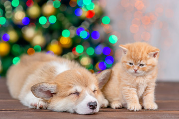 Pembroke welsh corgi puppy sleeps near baby kitten on festive Christmas background