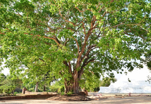 Big bodhi tree at Ayutthaya, Thailand