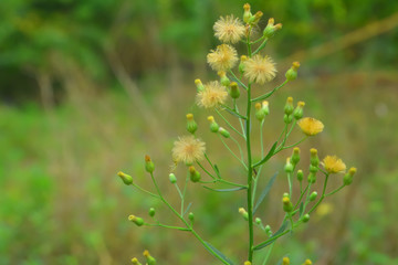 white and green grass flower blooming  spring nature  wallpaper  background