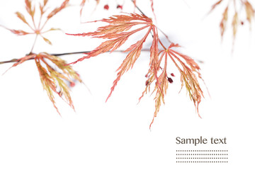 Simple image and design element of young leaves against white background