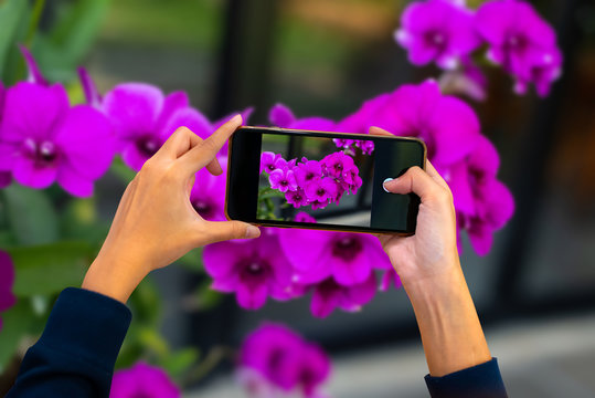 Two Hand holding mobile phone and take a photo colorful orchid flowers on blurred background with sunlight.
