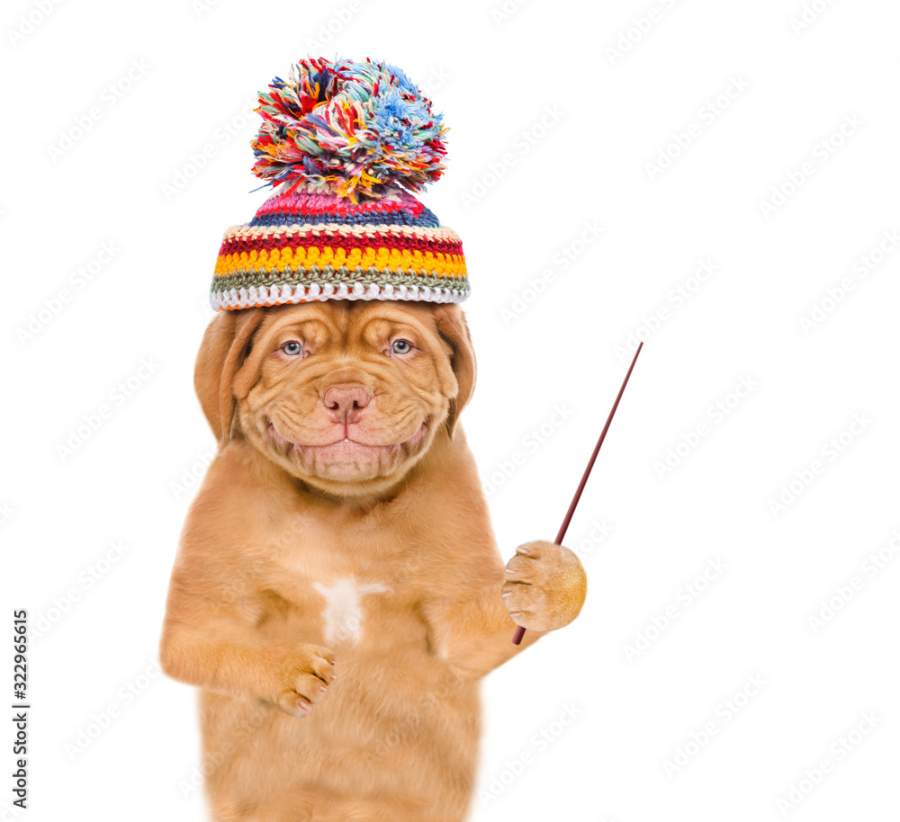 Poster Smiling puppy wearing the warm hat holds a pointing stick and points away on empty space. isolated on white background