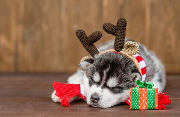 Funny siberiam husky wearing a warm scarf and horns sleeps with gift box on wooden background. Empty space for text