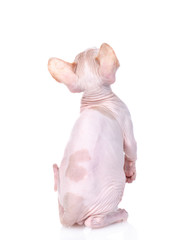 Playful sphynx kitten stands on hind legs in back view and looks up. isolated on white background