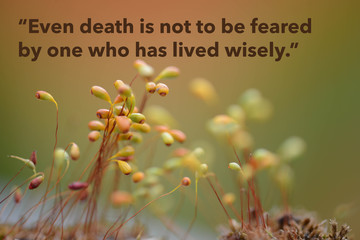 Wise quote by the Buddha against original nature background. Original image also available. 