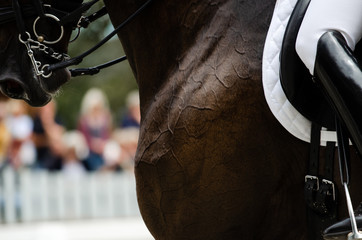 Detail Adern eines Sportpferde in der Dressurprüfung
