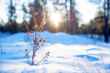 dawn in the winter forest