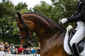 Portrait Pferd in der Dressur auf einem Turnier