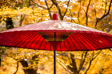 Autumn scenery of beautiful Kyoto in Japan is beautiful with autumn leaves