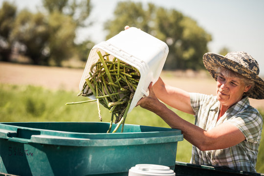 Farmer harvesting green asparagus after being picked in her field. Laurel, Montana, USA