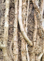 Naklejka premium Tree roots texture for background.