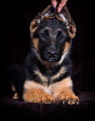 Shepherd puppy lies on a brown background