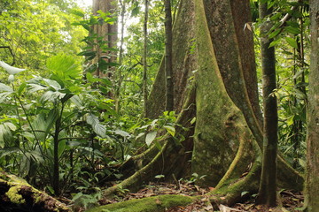 Forest interior, Venezuela. Tree trunks carry nutrients between the forest floor and the canopy. View of tropical jungle with tallest tree and buttressed roots in the Henri Pittier National Park  - obrazy, fototapety, plakaty