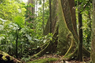 Fototapeten Forest interior, Venezuela. Tree trunks carry nutrients between the forest floor and the canopy. View of tropical jungle with tallest tree and buttressed roots in the Henri Pittier National Park  © Ellen