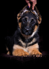 Shepherd puppy lies on a brown background
