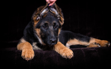 Shepherd puppy lies on a brown background