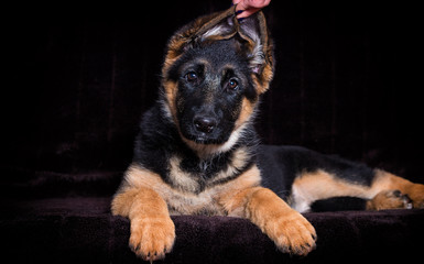 Shepherd puppy lies on a brown background