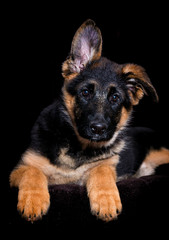 Shepherd puppy lies on a brown background