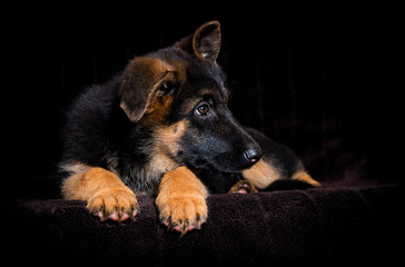 Shepherd puppy lies on a brown background