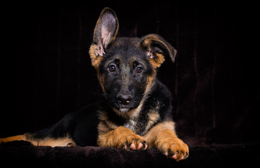 Shepherd puppy lies on a brown background