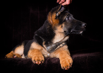 Shepherd puppy lies on a brown background