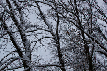 Winter branches of trees in hoarfrost on background snow and white sky