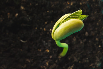 Green bean seedling is growing. Macro shot with shalow dof.