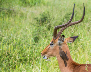 Mutually beneficial relationships in nature image in horizontal format with copy space