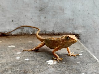 gecko on the wall