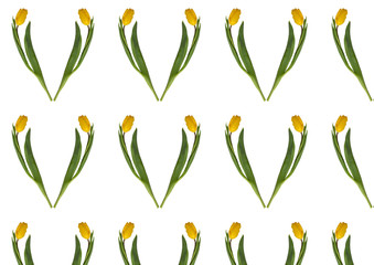Floral pattern made of yellow tulip on white background.