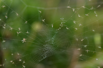Spiderweb