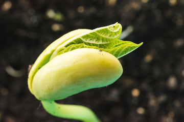 Green bean seedling is growing. Macro shot with shalow dof.