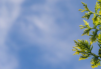 Bright yellow-green texture of natural green leaves of arborvitae occidentalis Aurea (northern or eastern white cedar) against blue sky. Selective focus. Nature concept for background design.