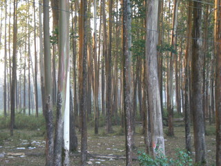 Obraz premium morning in the forest