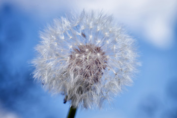 Dandelion close-up, against the blue sky, with shallow depth of field