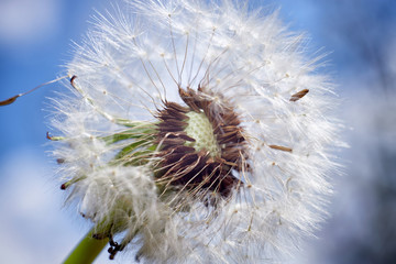 Dandelion close-up, against the blue sky, with shallow depth of field