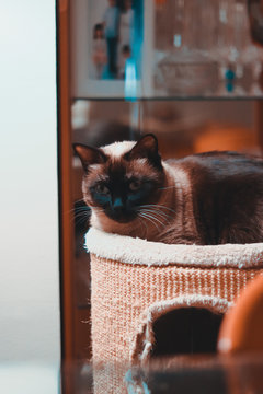 GATO SIAMÉS