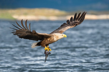 The White-tailed Eagle, Haliaeetus albicilla just has caught a fish from water, colorful environment of wildness. Also known as the Ern, Erne, Gray Eagle. Norway. Nice summer background.